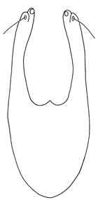 caritus